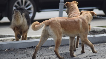 В центре Саратова бродячие собаки покусали учителя