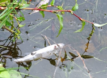 Соцсети: массовая гибель рыб произошла на реке в Кузбассе