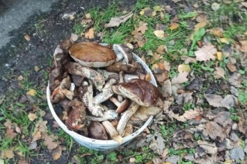 Пропавшую накануне в Багратионовском округе пенсионерку из леса вывел другой грибник