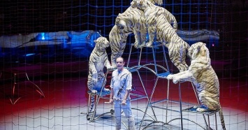 Шоу белых тигров впервые представят в цирке Краснодара