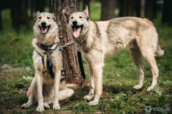 Впервые суд признал право собак на компенсацию морального вреда в Бразилии