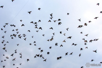 Перелетные птицы массово разбиваются об небоскребы в Нью-Йорке
