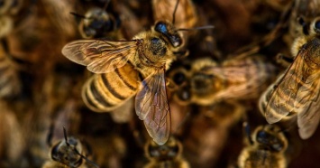 После массовой гибели пчел в Мостовском районе возбудили уголовное дело