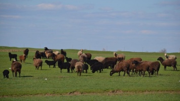 Пастух украл 26 "ничейных" овец