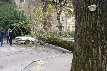 Деревья и опоры освещения: последствия шторма на дорогах области (фото)