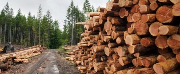 Калужскую древесину вывозят в Германию, Латвию, Польшу и другие страны Европы