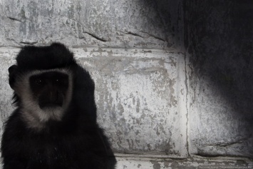 Калининградский зоопарк закрывается из-за непогоды