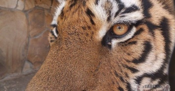 В крымском зоопарке тигр откусил палец годовалому мальчику из Краснодара