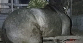 На Кубани при перевозке лошадь проломила дно «Газели» и застряла в раме авто