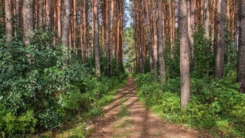 Чиновники незаконно раздавали участки под вырубку саратовских лесов