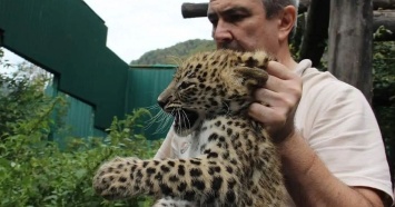 В нацпарке Сочи определили пол котят переднеазиатского леопарда