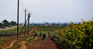 Объем производства вина в Краснодарском крае может сократиться на 15% из-за подтоплений