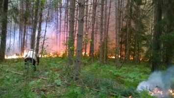 В Вольском районе после визита грибников загорелся лес