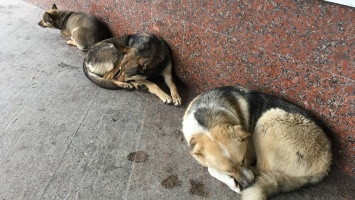 В бюджете Саратова нашли деньги на отлов еще 197 собак