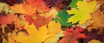 Опавшая листва может вызвать инфекцию в легких