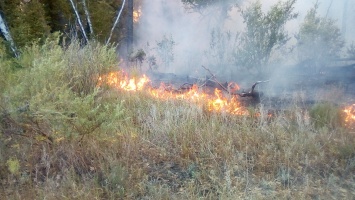 Под Саратовом из-за неосторожного обращения с огнем загорелся лес