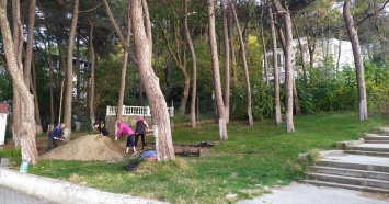 В Геленджике реликтовым деревьям угрожает спортивная площадка