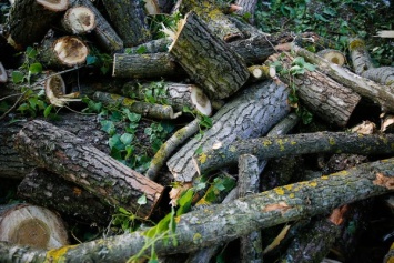 Прокурор: в Калининградской области гражданам выделяют мало древесины