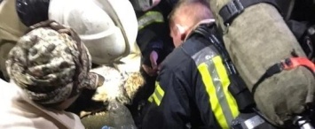 В Калуге из пожара спасли собаку и вернули ее к жизни