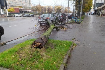За сутки в Калининграде ветер повалил почти полсотни деревьев