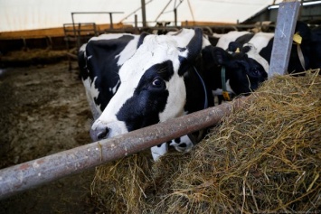 Неманские фермеры: у нас тоже перестают собирать молоко
