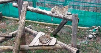 В сочинский Центр восстановления леопардов будут пускать туристов