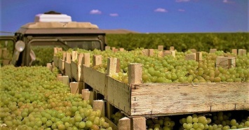 В Краснодарском крае собрали 180 тыс. тонн винограда