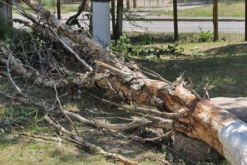 В Ульяновске авариные деревья сносят городские спасатели