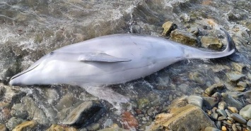 Два дельфина погибли на побережье Краснодарского края
