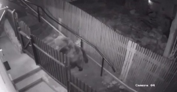 Видео о погоне медведей за девушкой в Сочи оказалось фейком