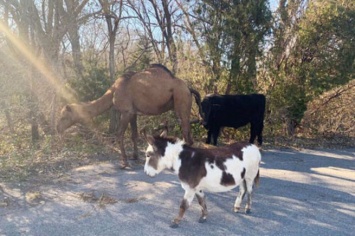 Верблюд с коровой и ослом сбежали от участия в рождественском вертепе в США