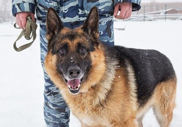 В Нижневартовске полицейская собака помогла раскрыть кражу