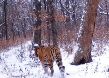 Тигрица Елена впервые попала на видео в Хинганском заповеднике