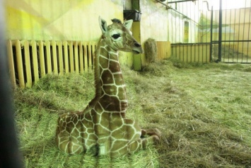 В Калининградском зоопарке снова родился жирафенок (фото)
