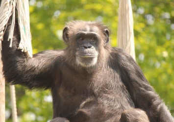 Шимпанзе создают собственную музыку, кидая камни в деревья