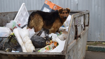 УФАС может аннулировать результаты аукционов на отлов собак в Саратове