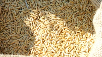 На границе с Казахстаном развернули грузовик с 20-ю тоннами пшеницы
