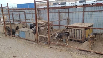 Волонтеров не пустили в приют "Дорстроя" и пообещали не кормить 70 собак