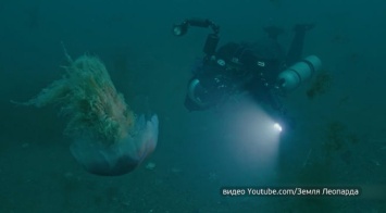 Подводный оператор на юге Дальнего Востока заснял самую большую медузу в мире
