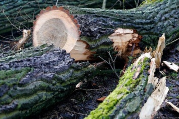 Ураганный ветер повалил в Калининграде 17 деревьев