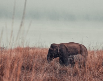 Исследователи из Кении заявили о беби-буме у африканских слонов
