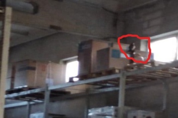 В Калининграде спасатели шумом выгоняли ястреба, который залетел на склады (фото)