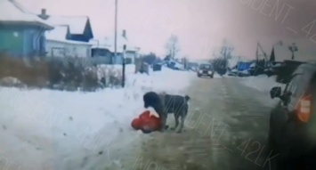 Сорвавшаяся с цепи собака едва не покусала школьницу на глазах у кузбассовцев