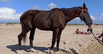 «Лошади хрустят суставами»: полиция проверит конный прокат в Анапе