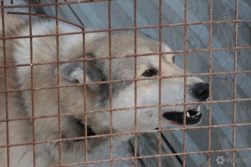 Соцсети: огромная породистая собака напала на ребенка у рынка в кузбасском городе