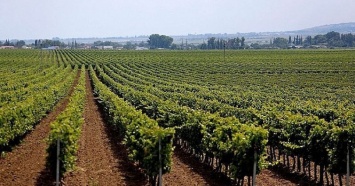 В Краснодарском крае на поддержку виноградарства в 2022 году направят 730 млн рублей