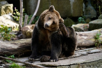Пришел, увидел, поломал: в Калининградском зоопарке показали, как медведи катают тыкву (видео)