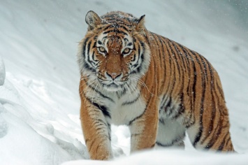 В Приморском крае нашли убитого амурского тигра