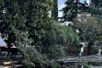 77 деревьев повалило ветром в Ялте