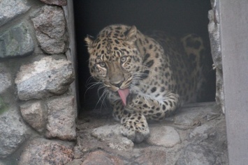 Калининградский зоопарк показал, как леопард Хан научился сдавать кровь на анализ (видео)
